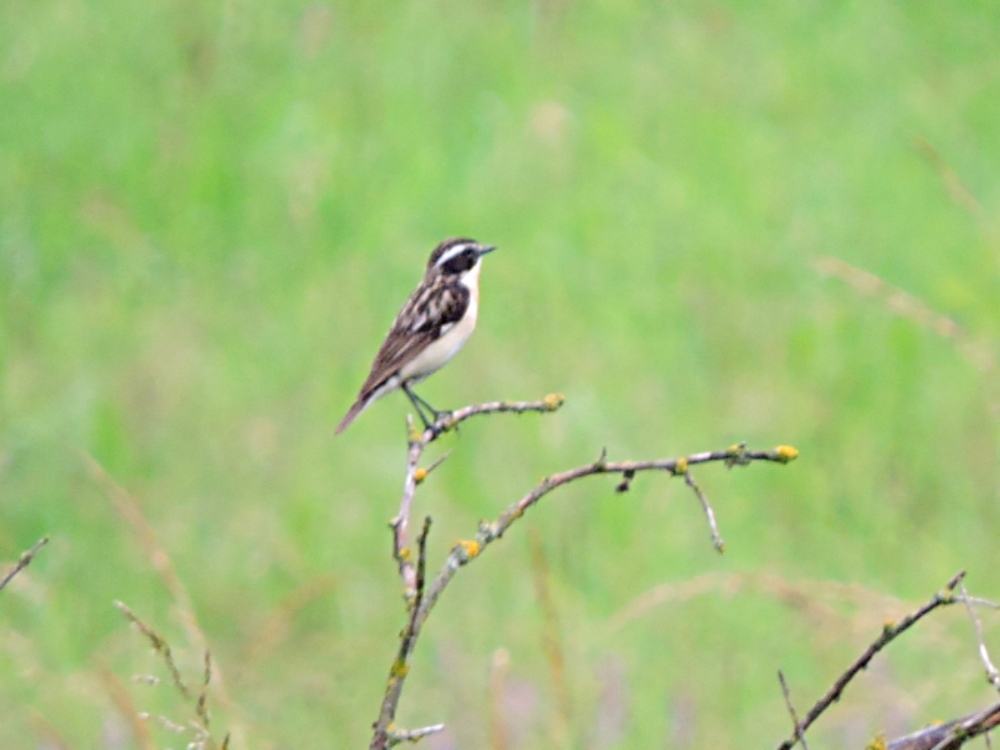 Whinchat Whinchat