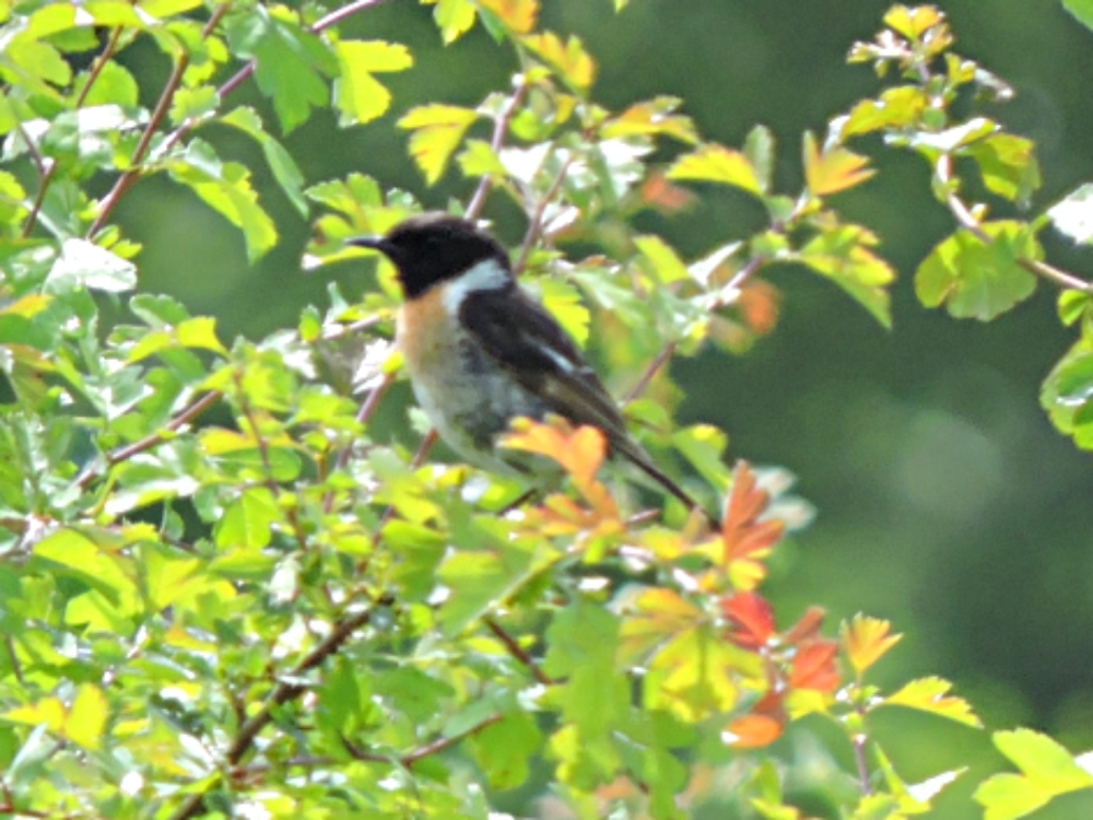 European Stonechat European Stonechat