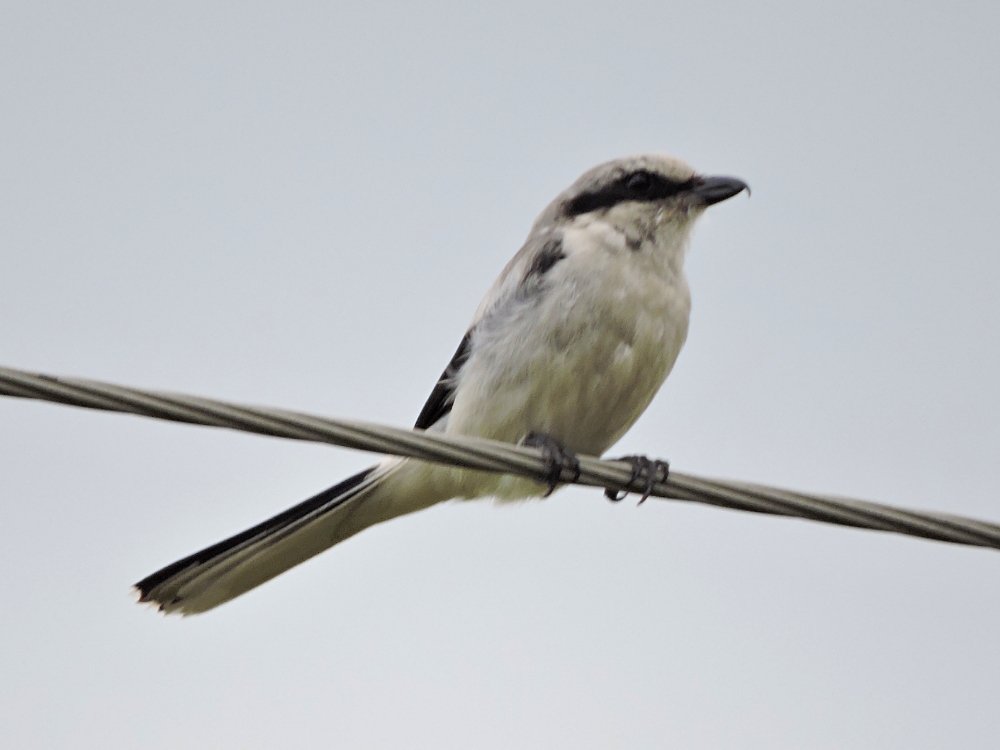 Great Gray Shrike Great Gray Shrike