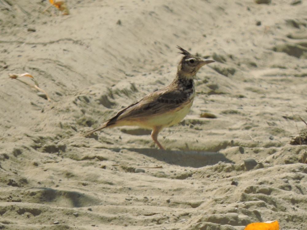 Crested Lark Crested Lark
