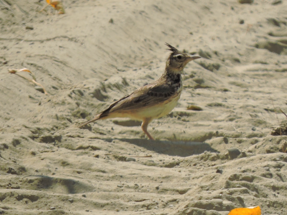  Crested Lark 