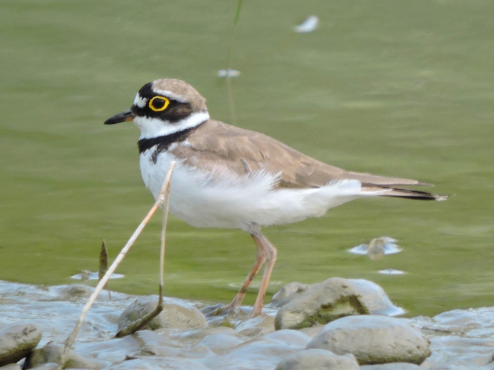 Little Ringed Plover Little Ringed Plover