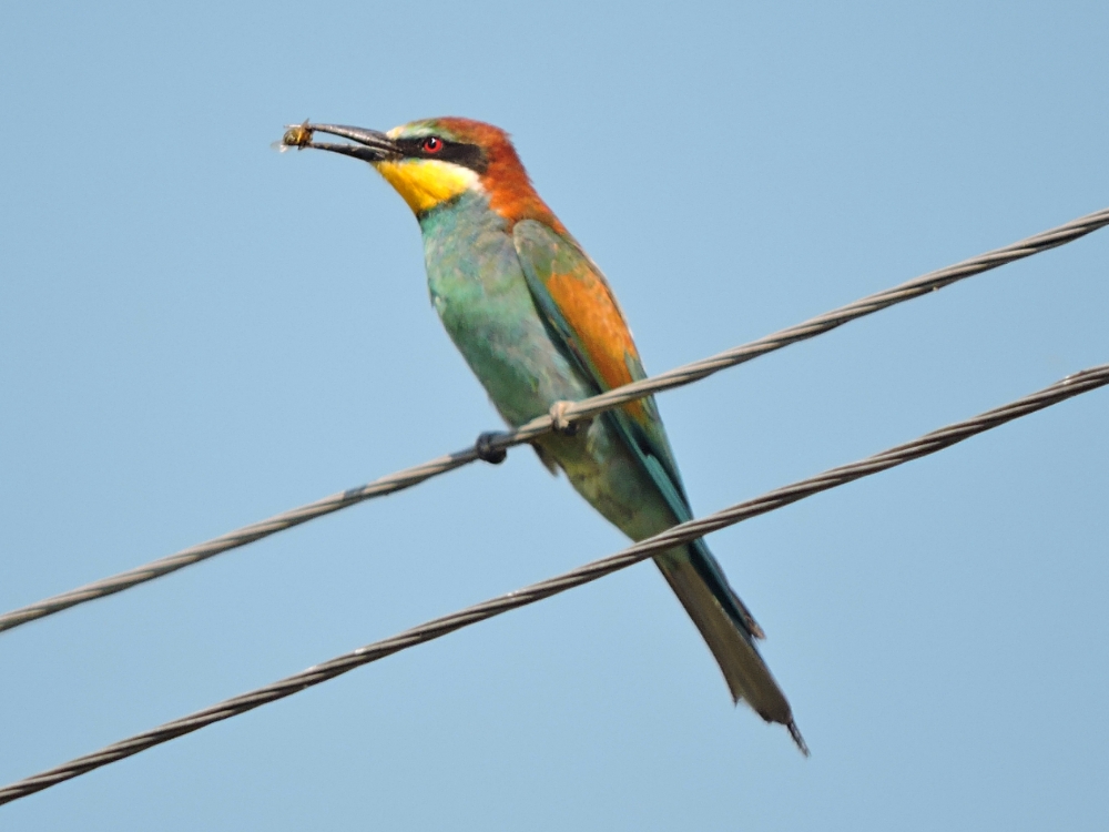 European Bee-Eater European Bee-Eater