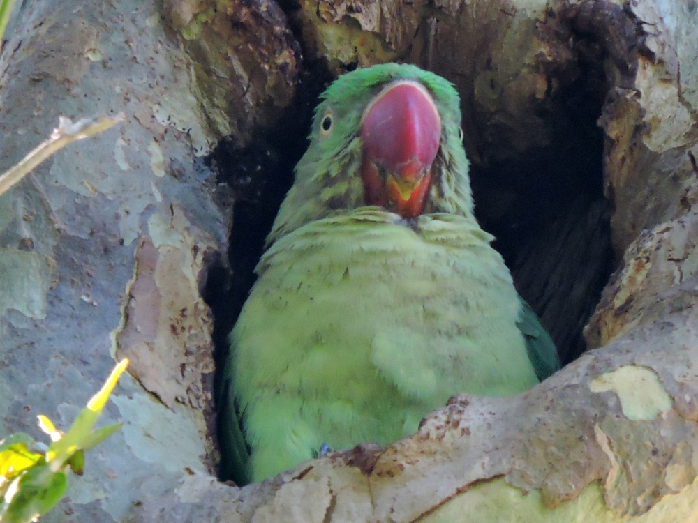  Alexandrine Parakeet 