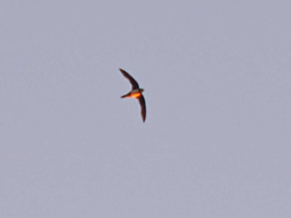  Alpine Swift 