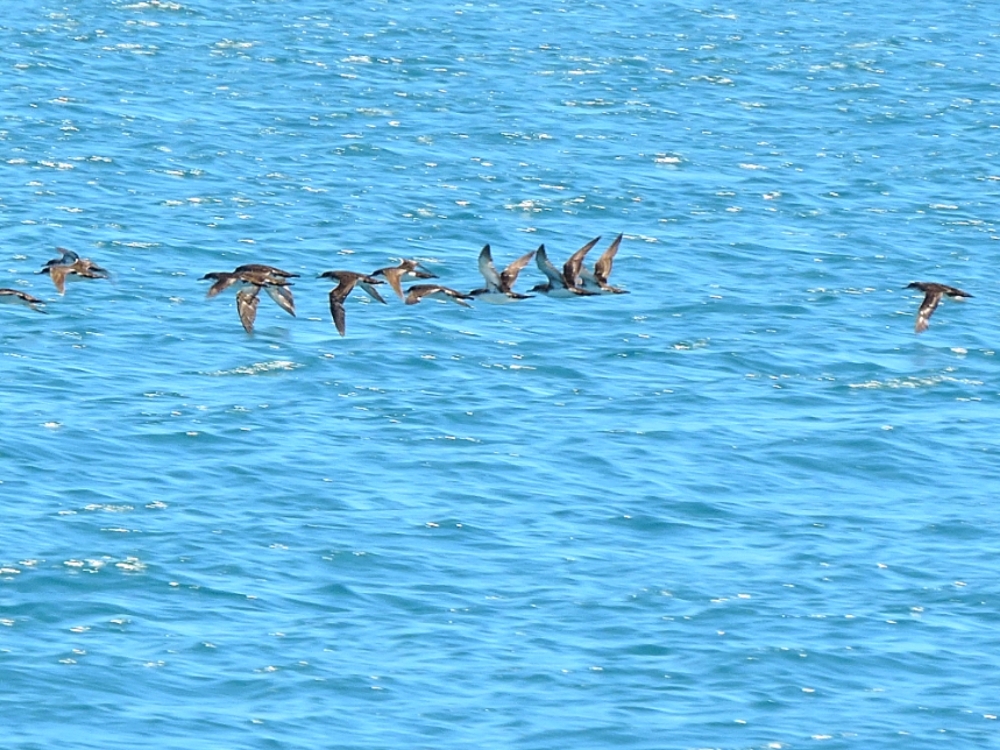  Yelkouan Shearwater 