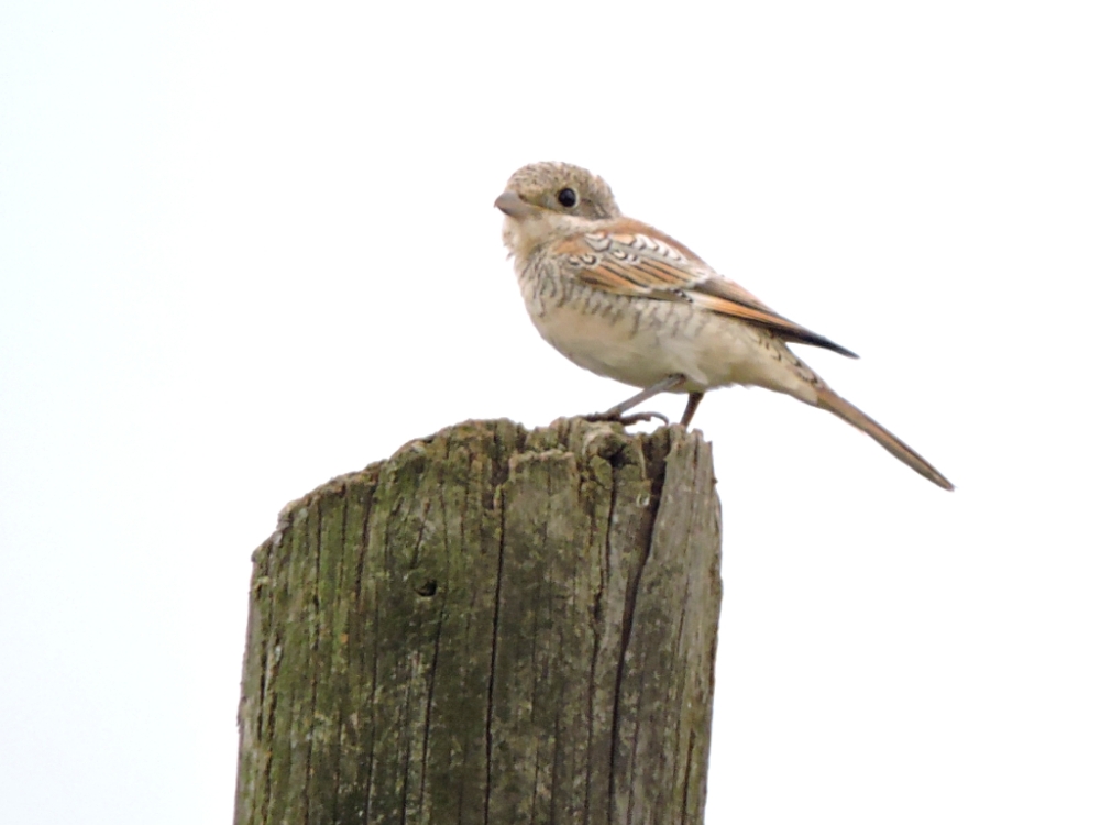  Woodchat Shrike 