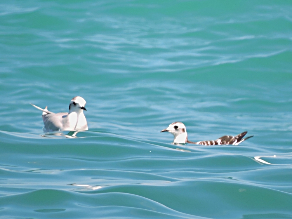  Little Gull