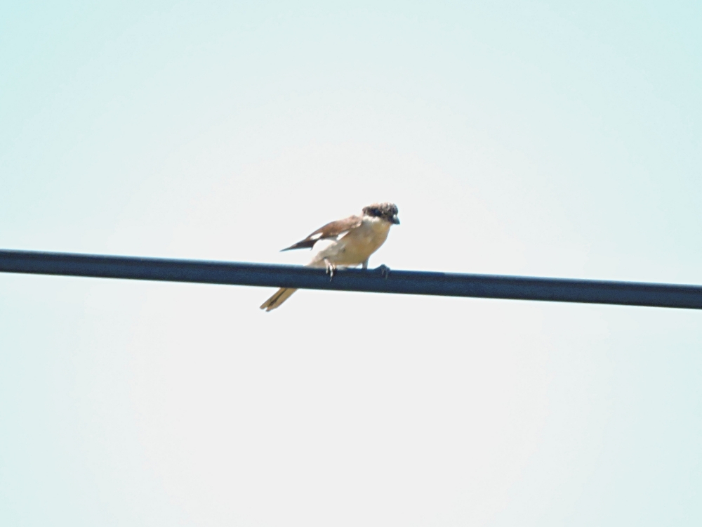  Lesser Gray Shrike 