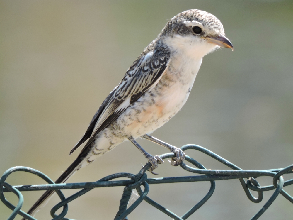  Masked Shrike 