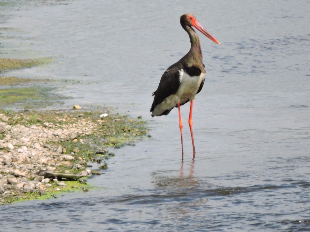  Black Stork 