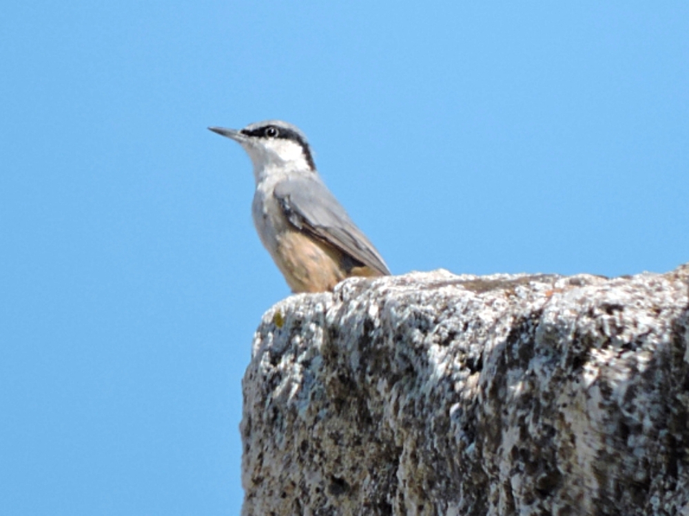  Western Rock Nuthatch 