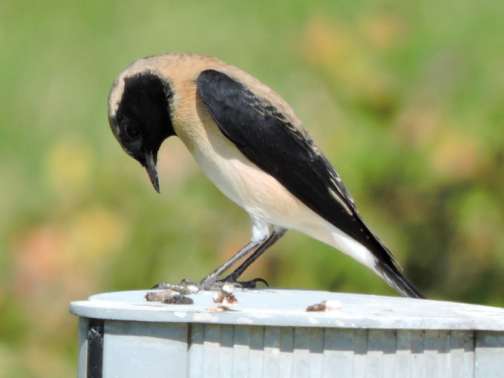  Western Black-Eared Wheatear 