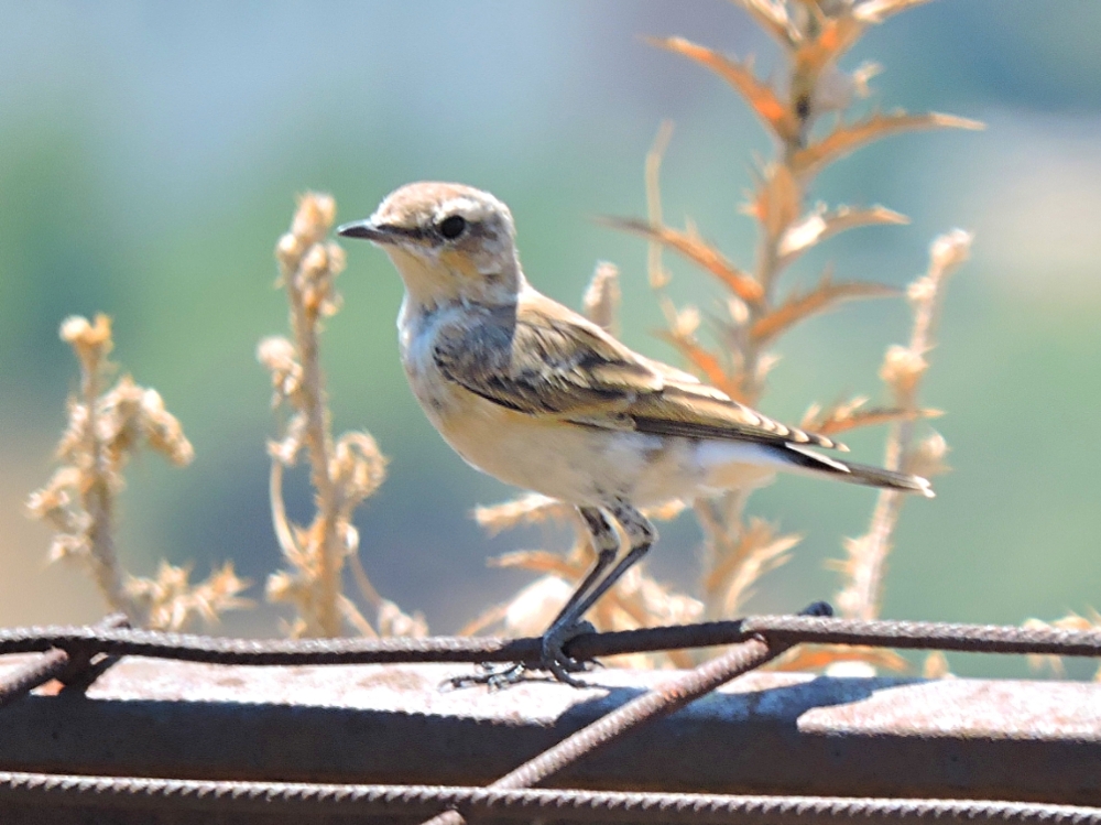  Isabelline Wheatear 