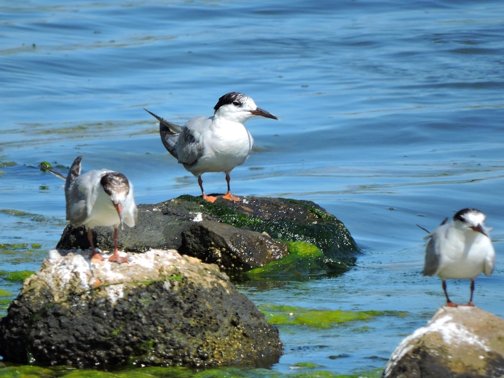  Whiskered Tern 