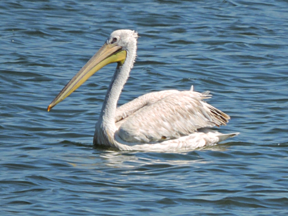  Dalmatian Pelican 