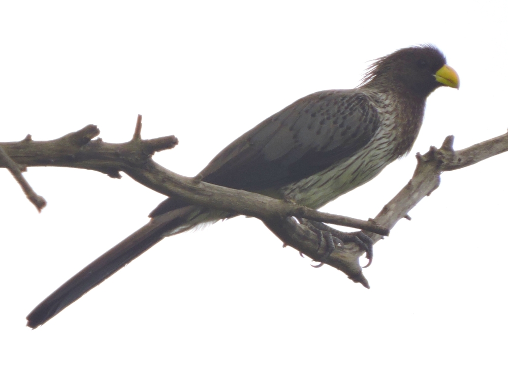 Western Plantain-Eater Western Plantain-Eater