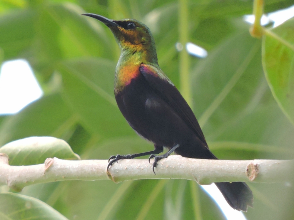  Copper Sunbird 