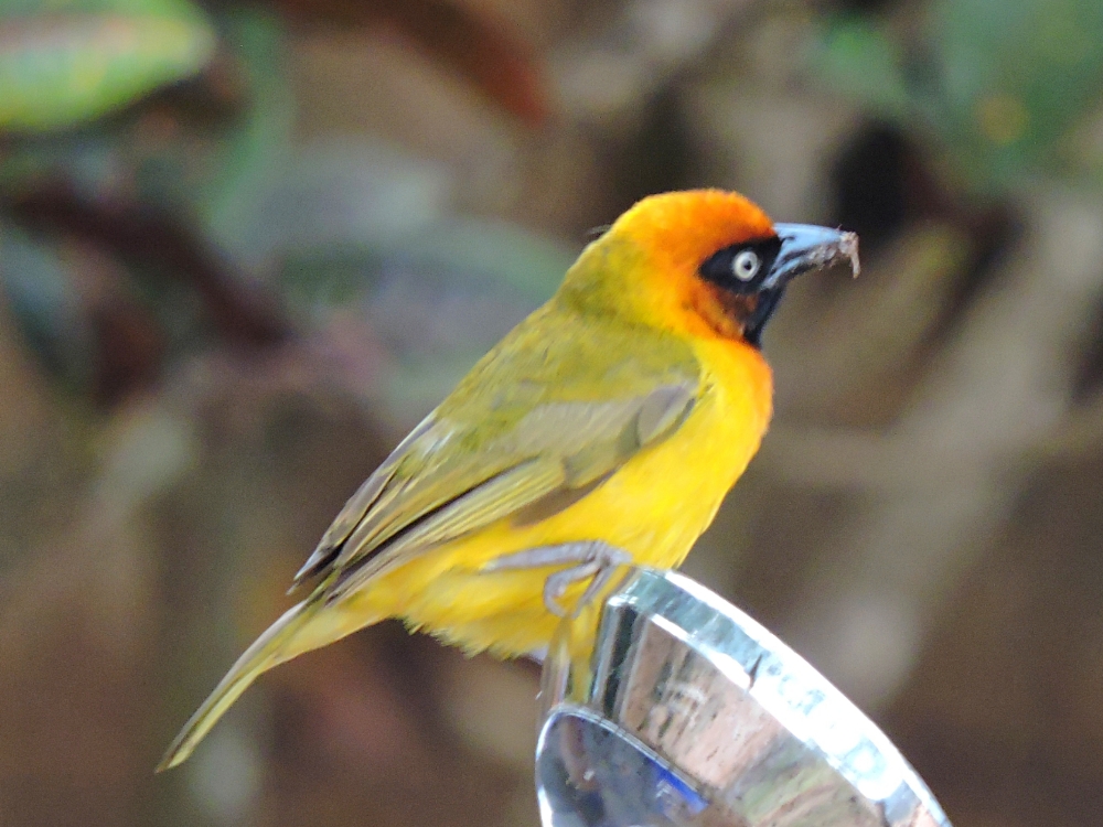  Heuglin’s Masked Weaver 