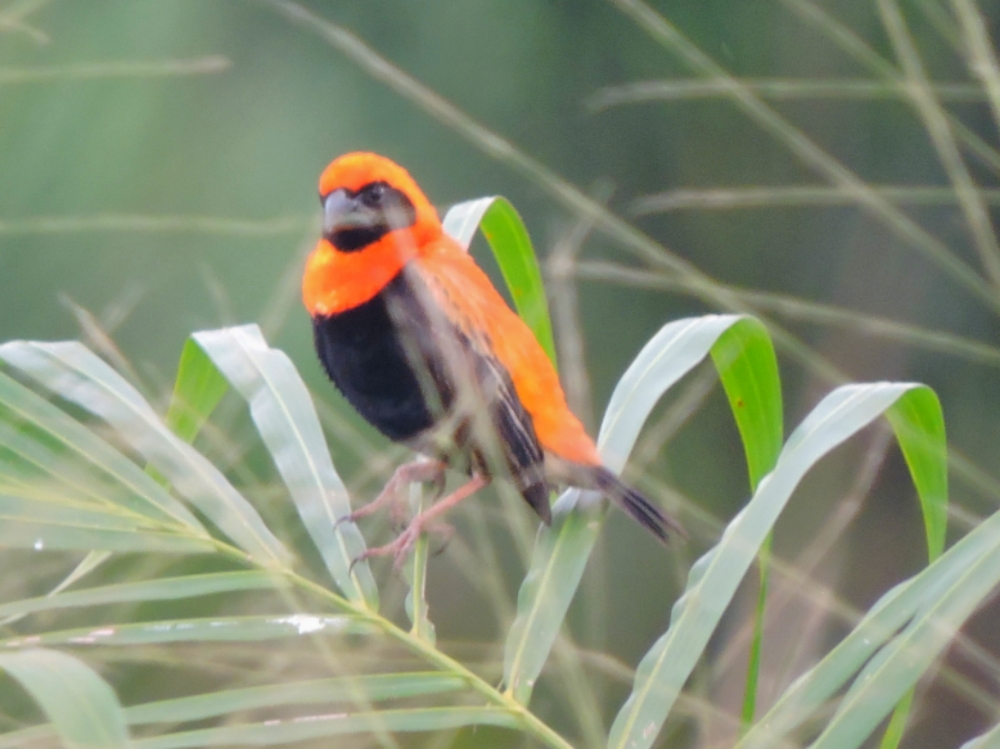  Black-Winged Red Bishop 