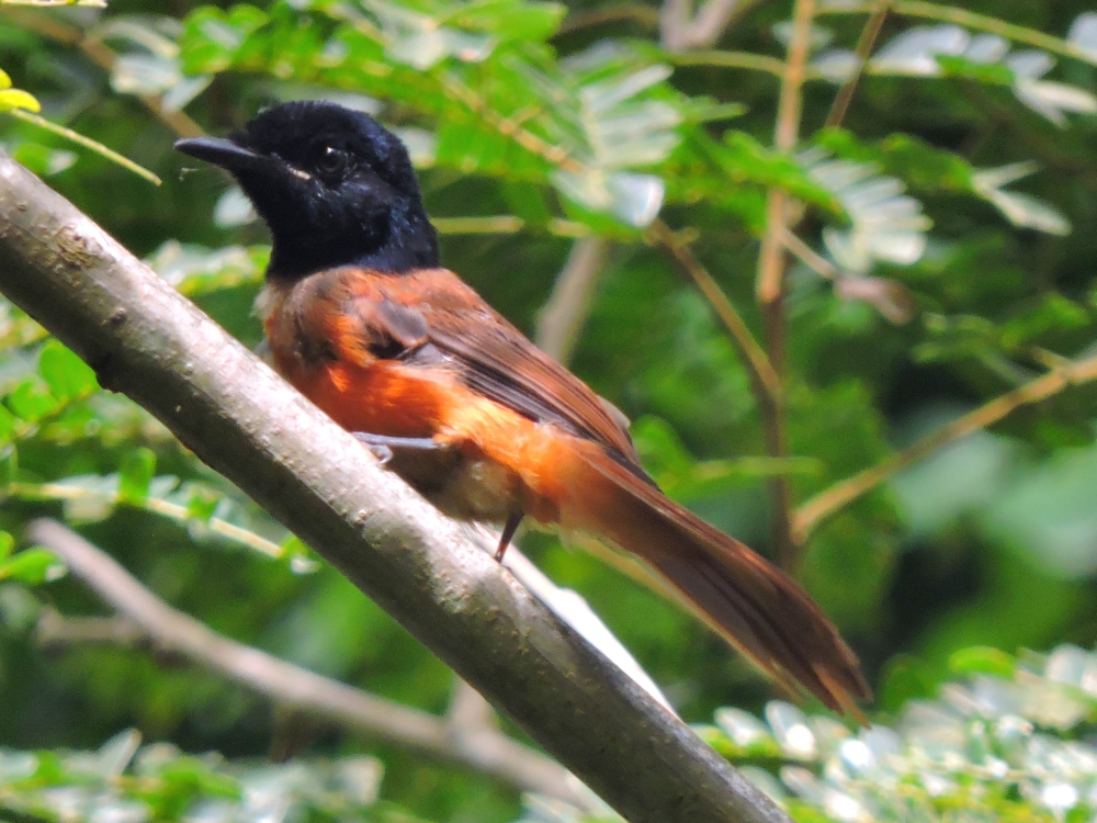  Black-Headed Paradise-Flycatcher 