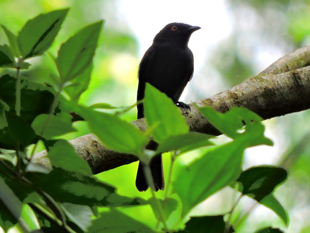 Western Square-Tailed Drongo Western Square-Tailed Drongo