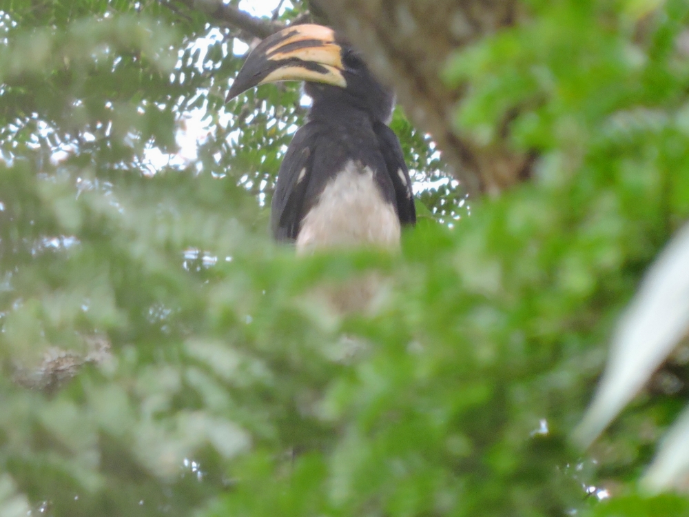  African Pied Hornbill 