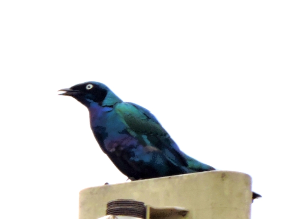  Splendid Starling 