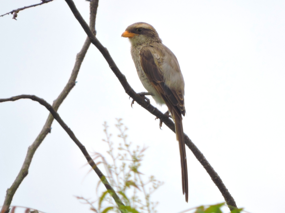  Yellow-Billed Shrike 