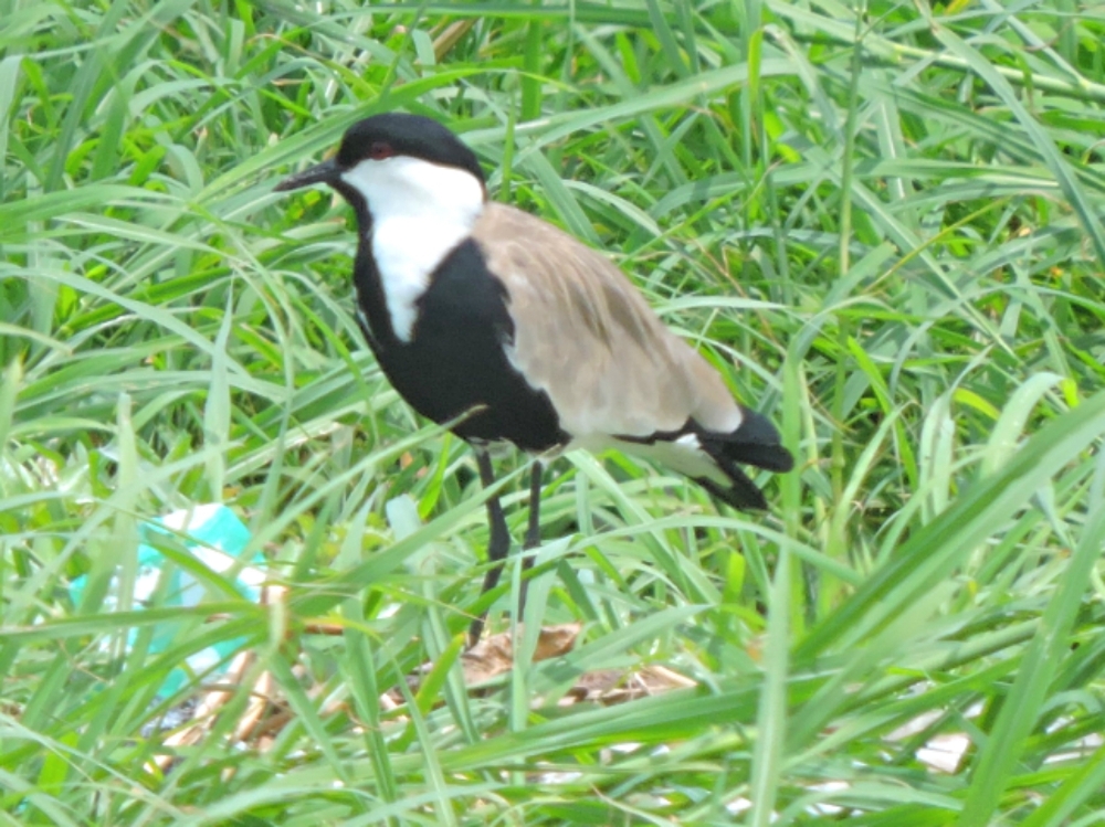 Spur-Winged Lapwing 