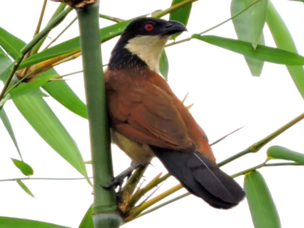  Blue-Headed Coucal 