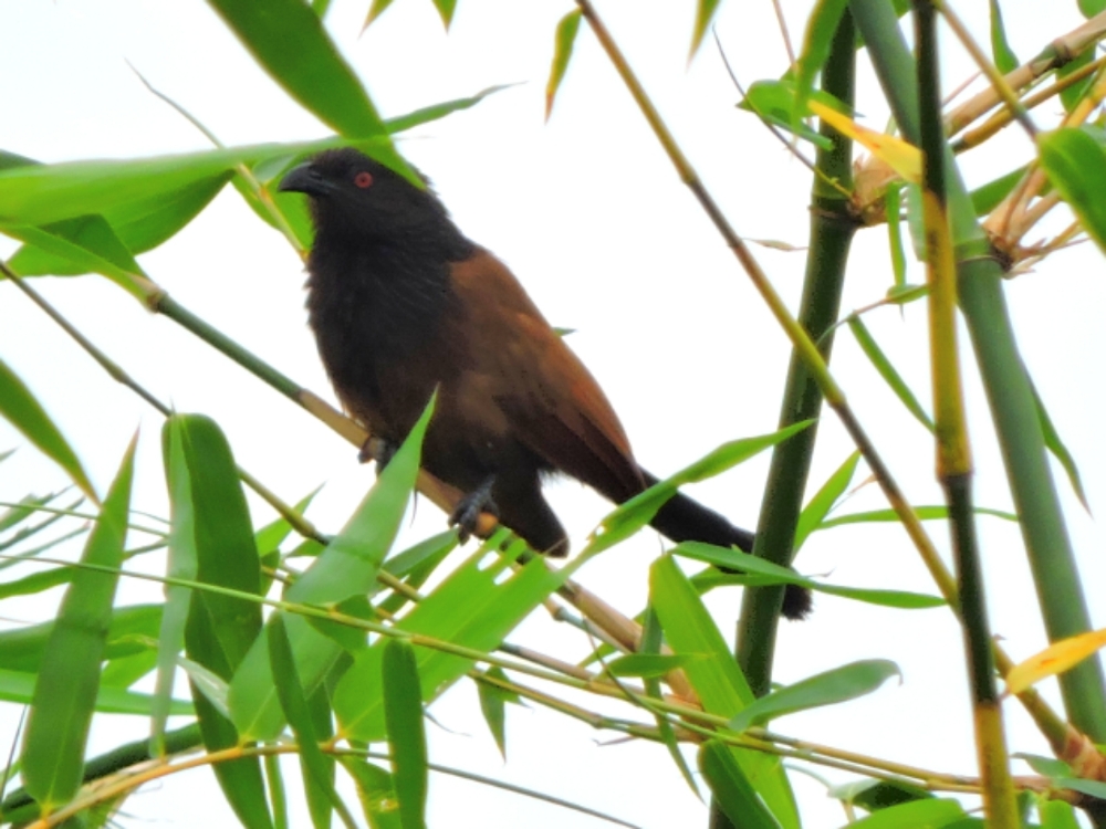  Black Coucal 