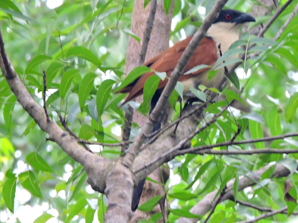 Senegal Coucal Senegal Coucal