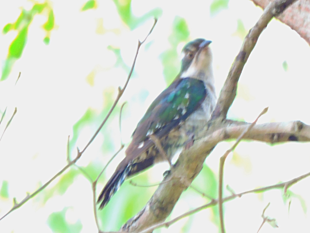  Dideric Cuckoo 