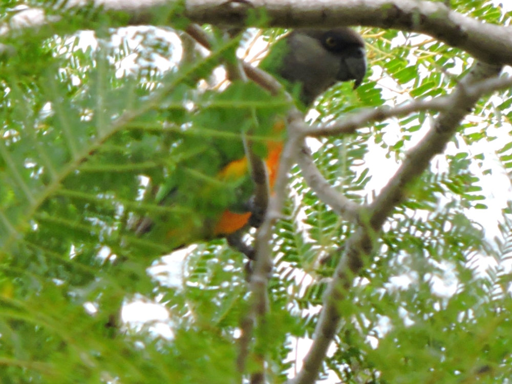  Senegal Parrot 