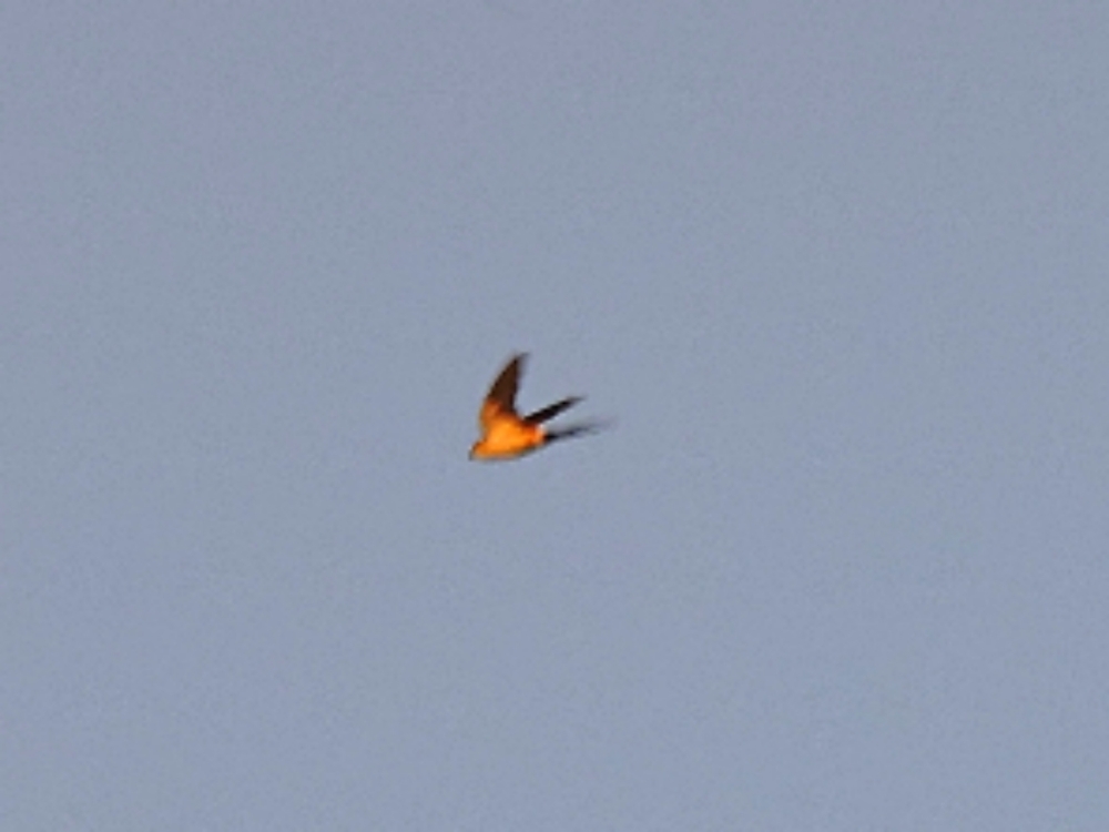  Collared Pratincole 