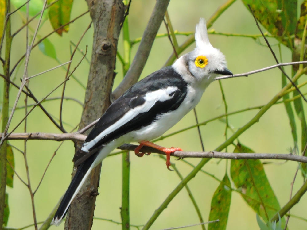  White Helmetshrike 