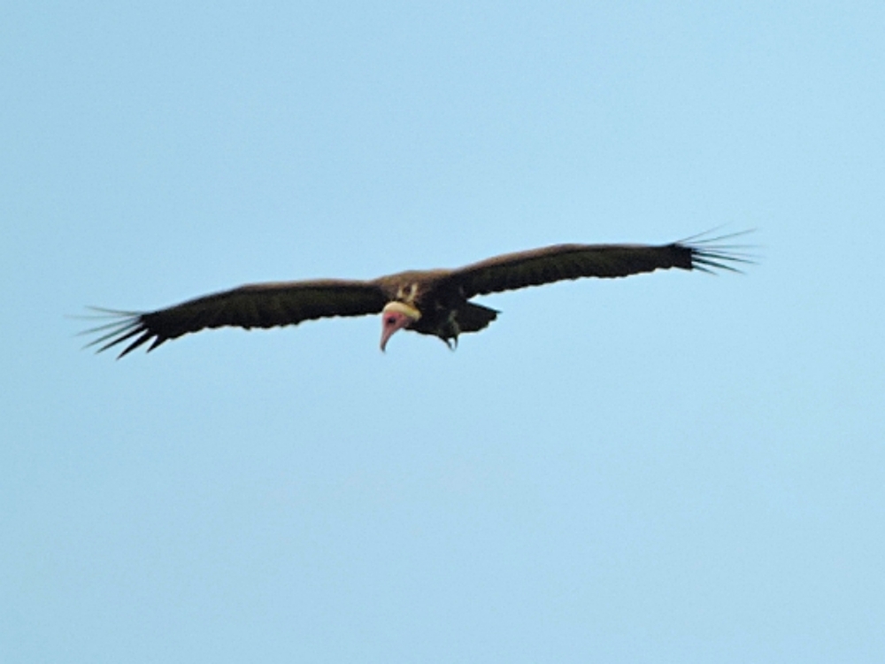  Hooded Vulture 