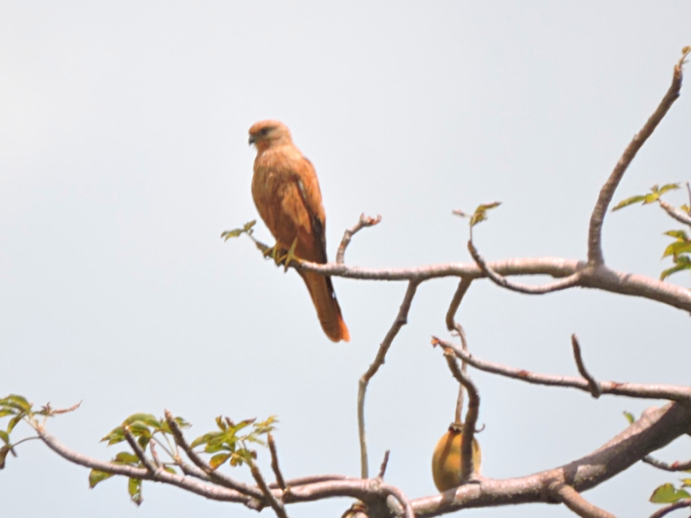  Fox Kestrel 