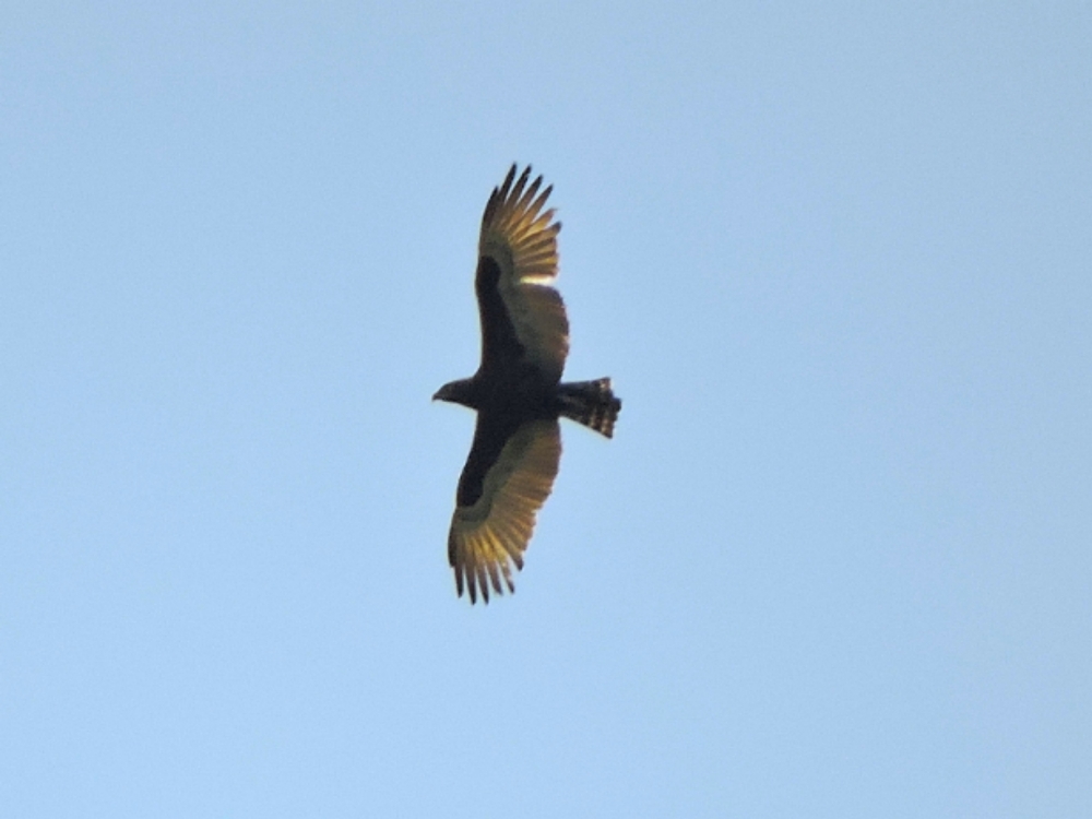  Brown Snake-Eagle 