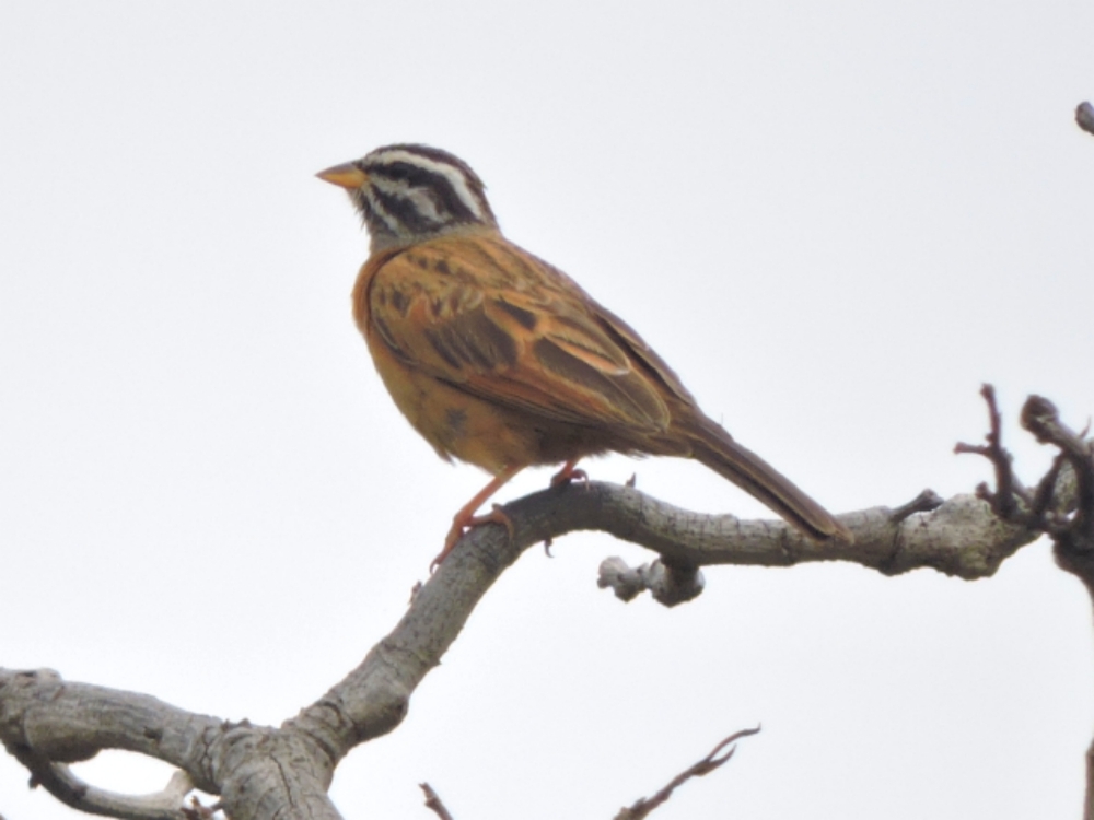  Gosling’s Bunting 