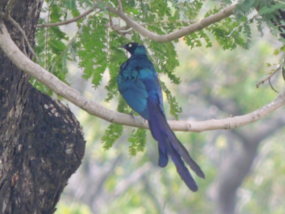  Long-Tailed Glossy Starling 
