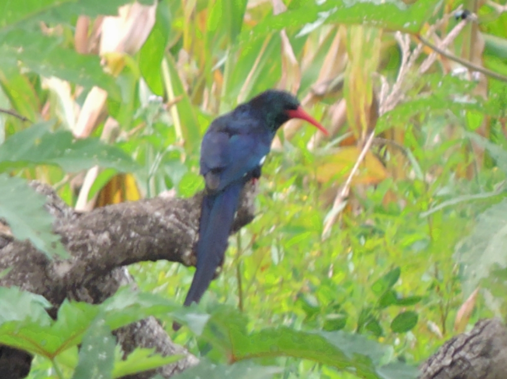  Green Woodhoopoe 