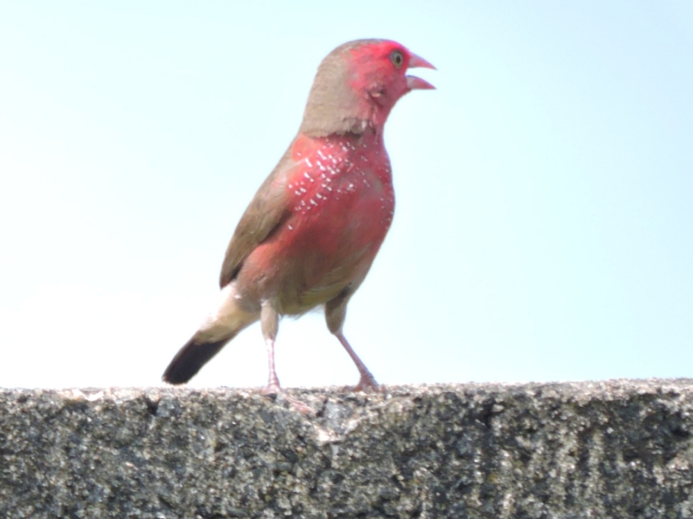  Bar-breasted Firefinch 