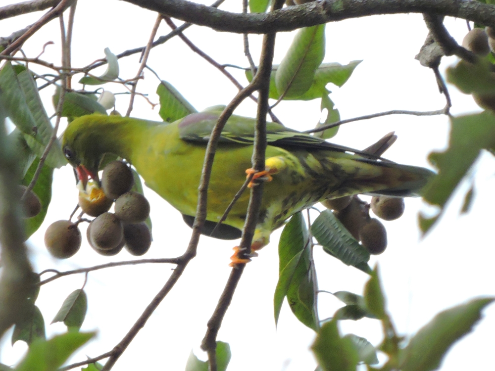  African Green-Pigeon 