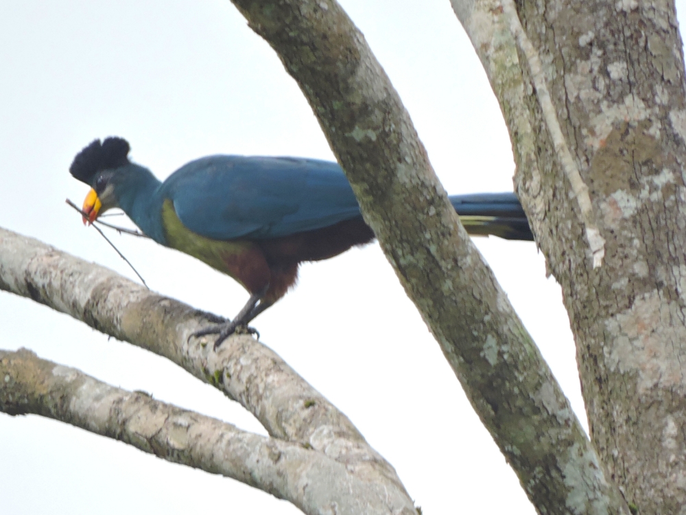  Great Blue Turaco 