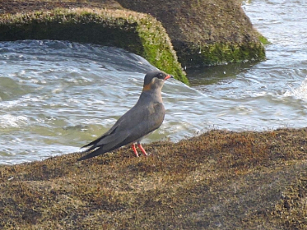  Rock Pratincole 