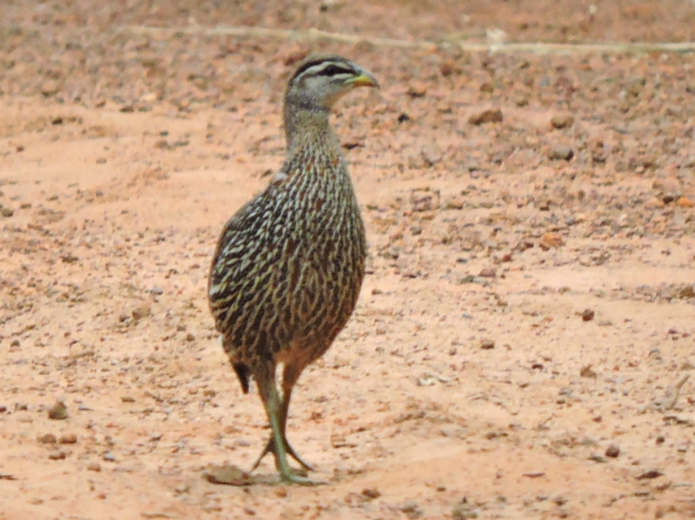  Double-Spurred Francolin 