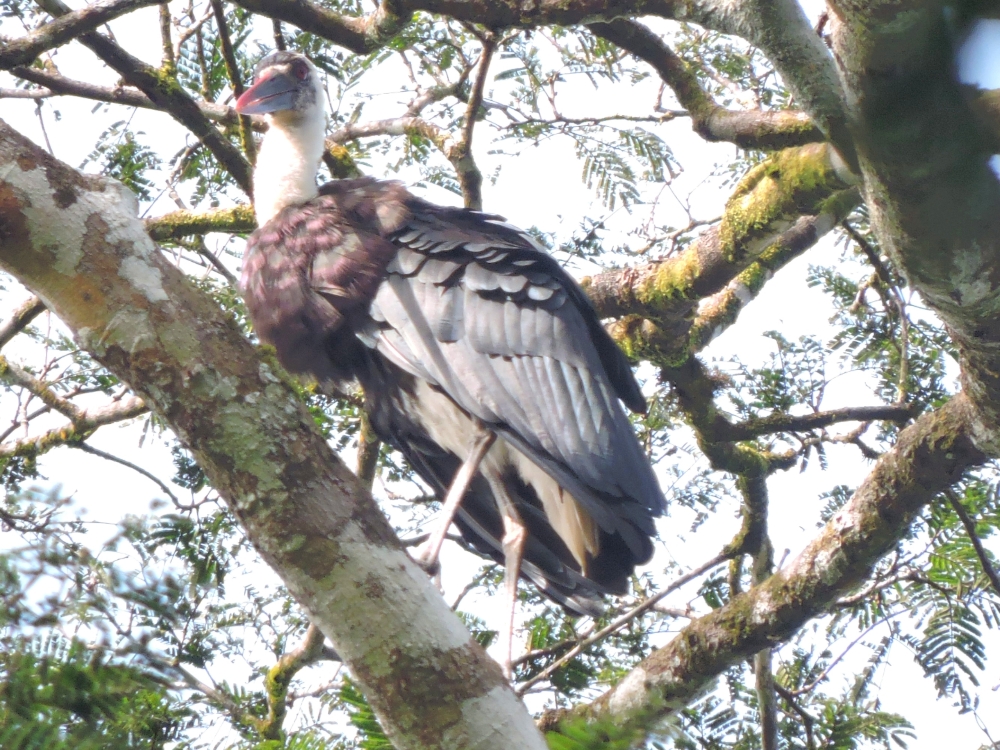  Woolly-Necked Stork 