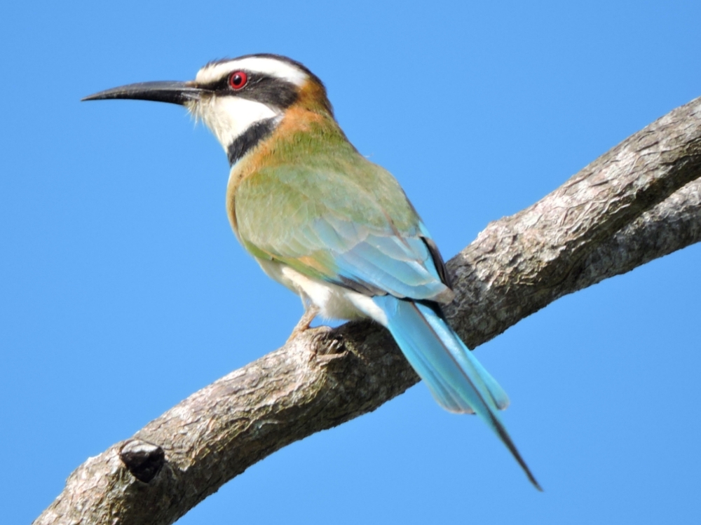  White-Throated Bee-Eater 